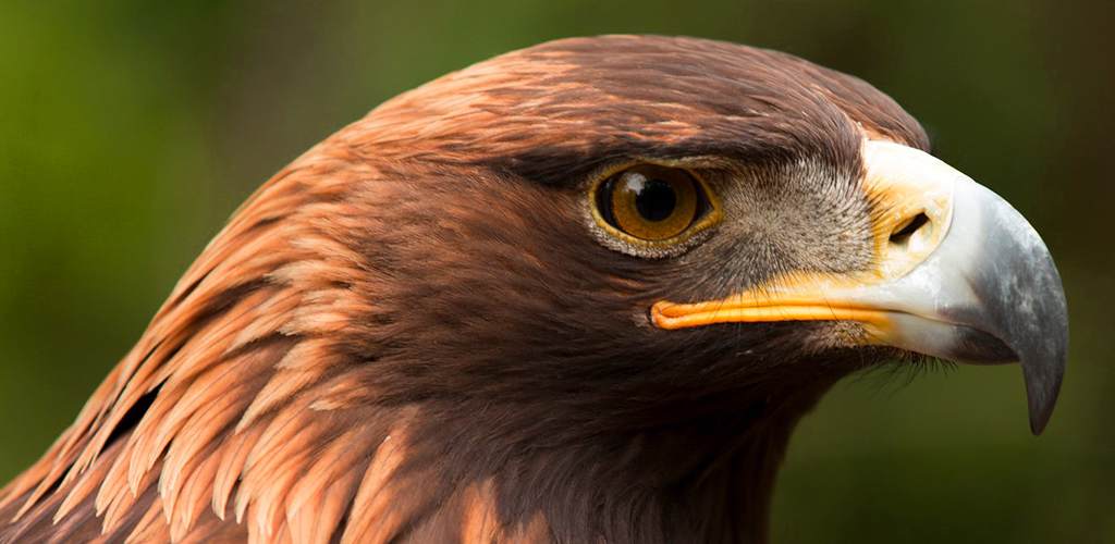 Eagle Sounds - App on Amazon Appstore